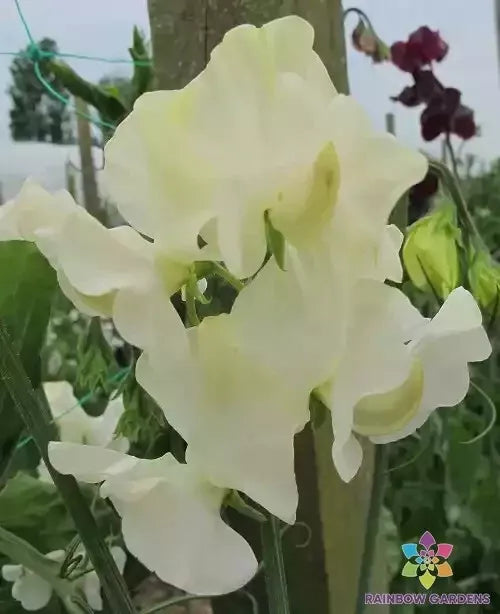 Castle of Mey Sweet Pea Seeds - 50+ Lathyrus odoratus Seeds for Garden Planting USA