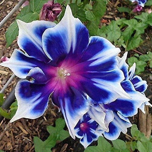 Morning Glory Seeds 100pcs Pack Beautiful Perennial Flowers for Garden (Ipomoea)