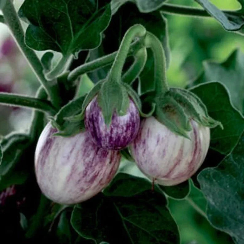 Organic Patio Pinstripe Eggplant Seeds - 50 Count, Non-GMO, Solanum melongena, Compact, Bushy, Container-Friendly
