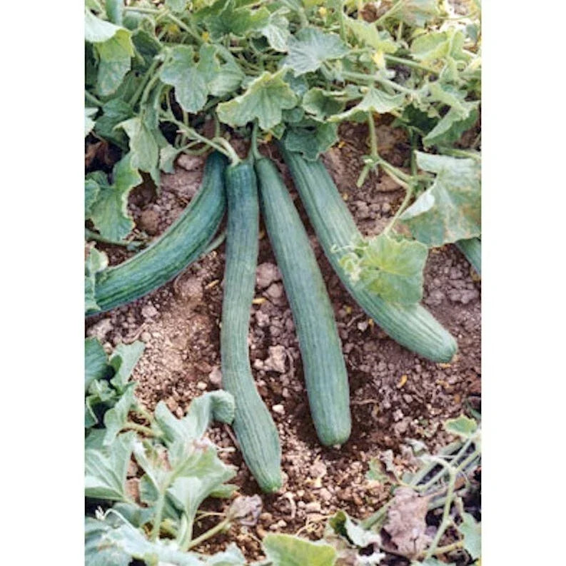 Italian Cucumber Seeds - 60 Count Tortarello Verde Scuro Non-GMO Cucumis sativus for Salad, Pickling, Home Garden