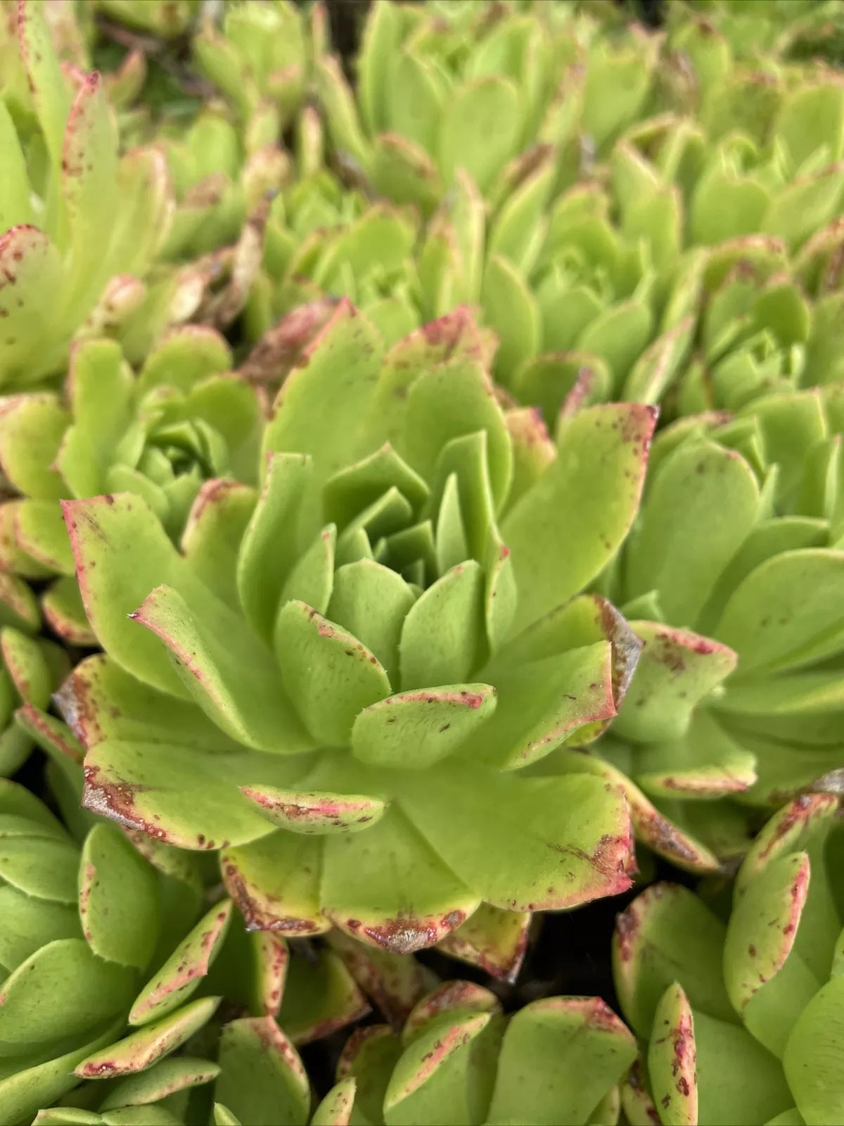 Rare Succulent Cuttings 4-6" Aeonium Pink Edges Green Live Plant - Perfect for Indoor Gardening and Collectors