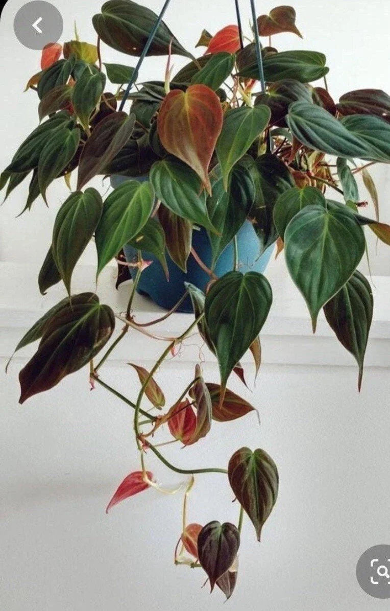 Philodendron Micans Cuttings - 4 Velvet Leaf Green & Bronze Propagation Plant - Philodendron hederaceum 'Micans'