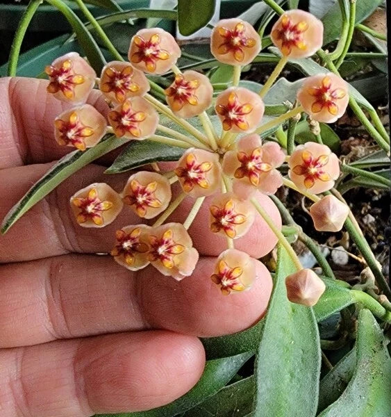 Unrooted Cutting Hoya aff. burtoniae - Rare Wax Vine Plant, Tropical Houseplant, Indoor Gardening, Unique Greenery