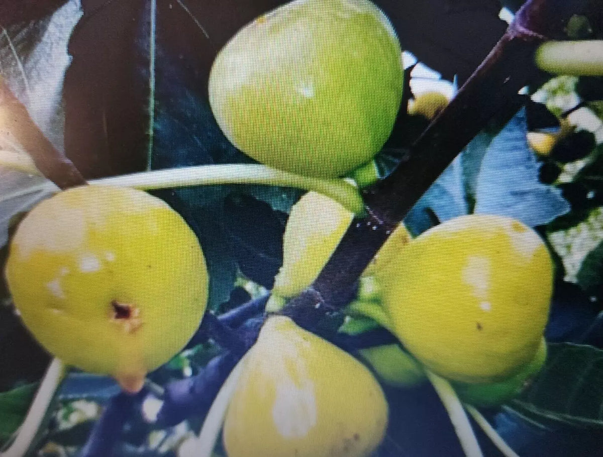 Lattarula Honey Fig Seeds - Ficus carica 'Lattarula' Italian Honey Fig Tree for Garden or Patio, 200+ Seeds