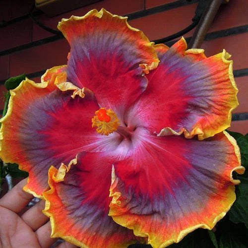 Hibiscus Seeds - 20 Pack Red Purple Orange Perennial Flower Seeds - Hibiscus rosa-sinensis - US Seller