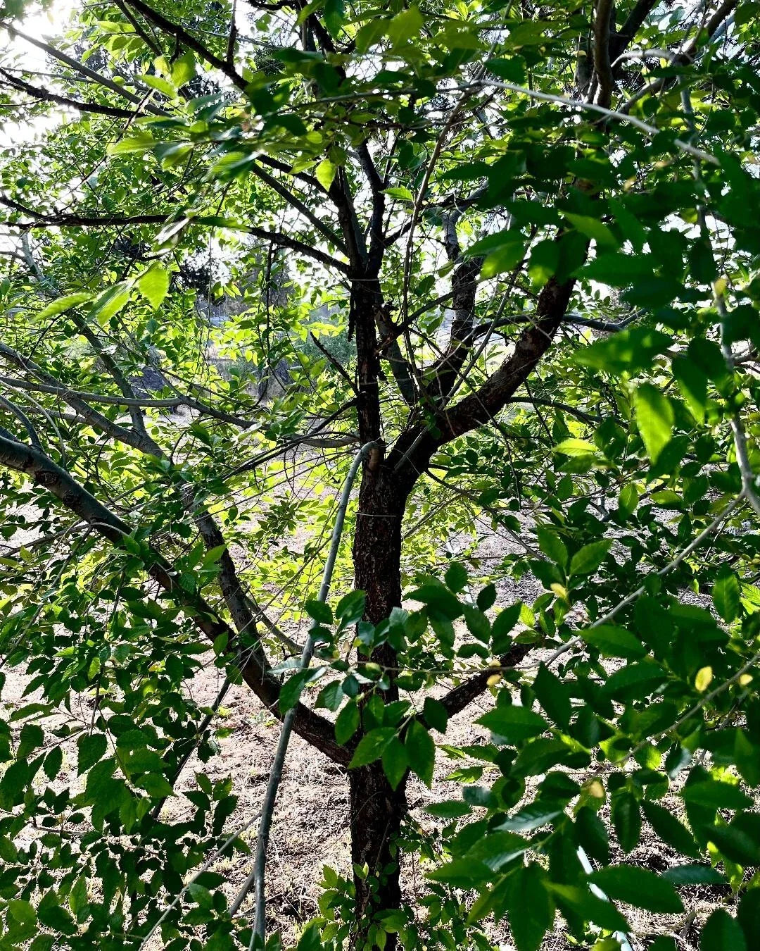 Organic Elm Tree Cuttings 6" Long, Non-Rooted, 4 Count - Ulmus spp., Grown in U.S.A.