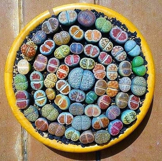 Mixed Lithops Succulent Seeds - 100 Pcs Lithops Pseudotruncatella for Home Garden