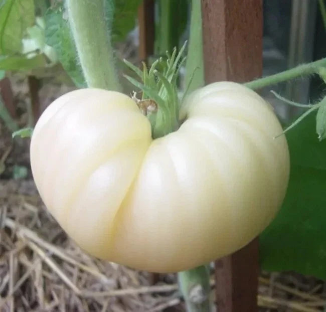 Great White Tomato Seeds - Heirloom Organic Non-GMO Beefsteak Solanum lycopersicum, 30+ Seeds for Home Garden