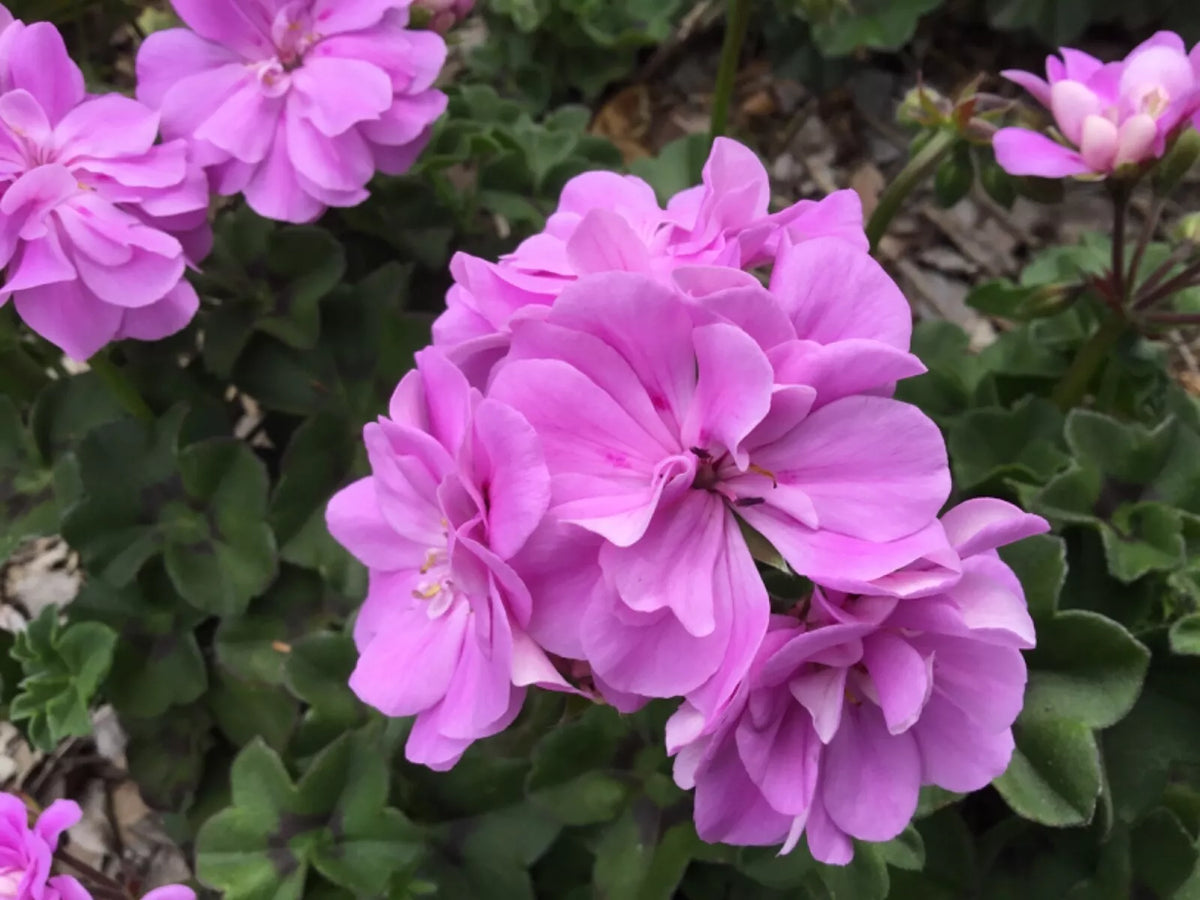 Ivy Geranium Cuttings 4 Pack Double Bright Pink Pelargonium peltatum for Hanging Baskets and Garden