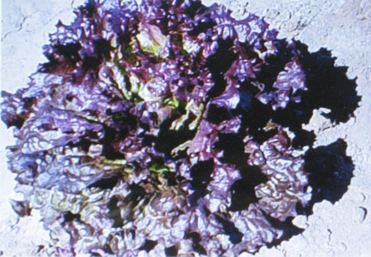 Ruby Red Leaf Lettuce Seeds | 100 Count Heirloom Lactuca sativa