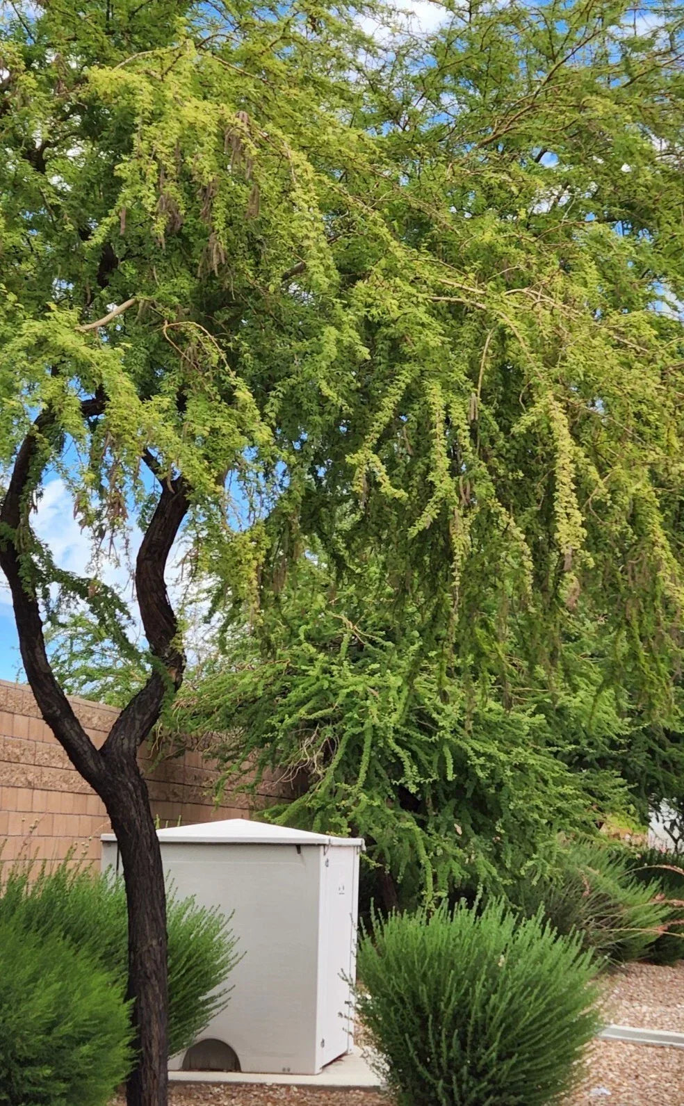 Twisted Acacia Huisachillo Tree Seeds - 20 Rare Acacia Schaffneri Seeds, Drought-Tolerant Native Plant
