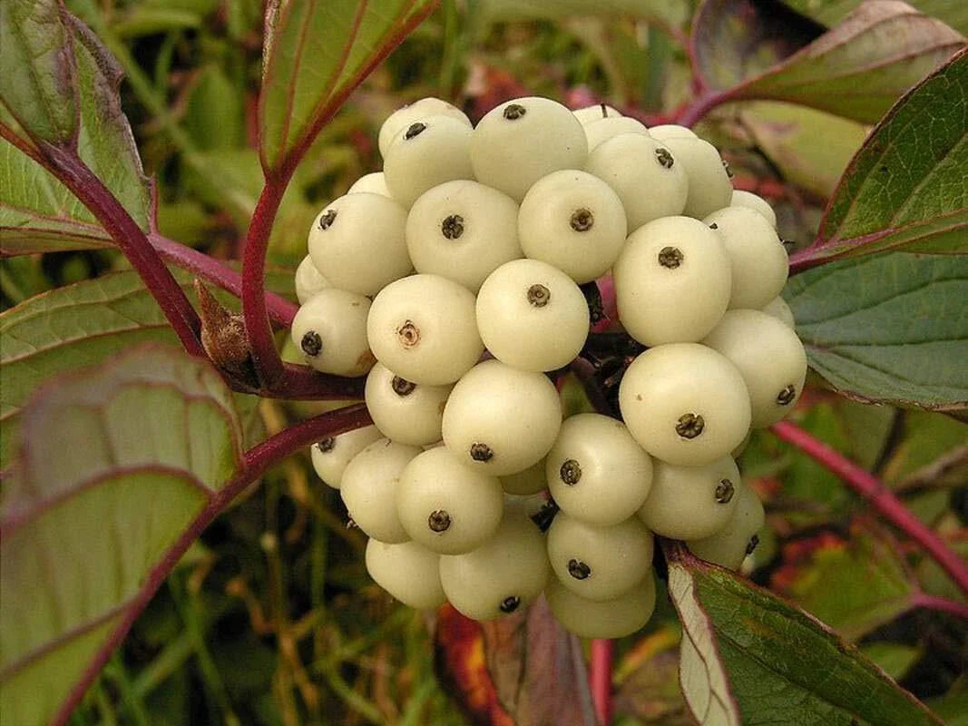 Siberian Dogwood Seeds 50 Count - Cornus alba, Tatarian Dogwood, Hardy Ornamental Shrub Seeds for Planting