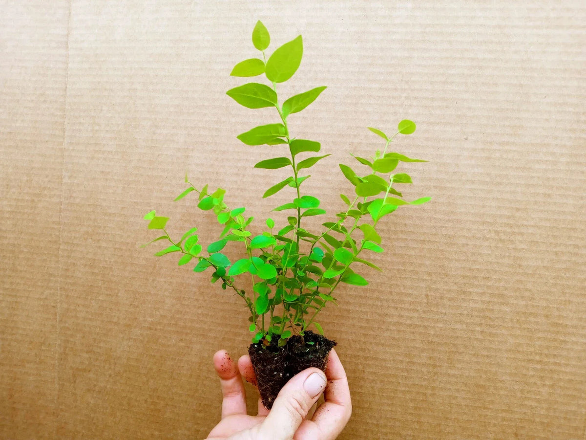 Blueberry Starter Plant 2-Pack Top Hat Variety Vaccinium corymbosum
