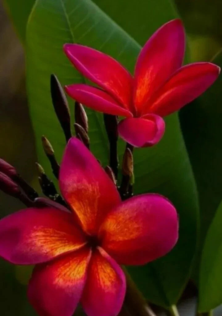Red Root Plumeria Plant in 3 Inch Pot, Rooted from Seeds, Tropical Flowering Plant, Plumeria rubra