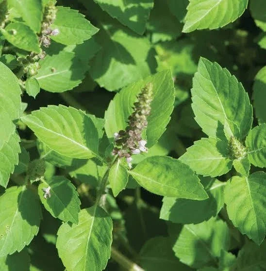 Holy Basil Seeds 200+ Ocimum sanctum Herb Herbaceous Annual for Culinary & Medicinal Use