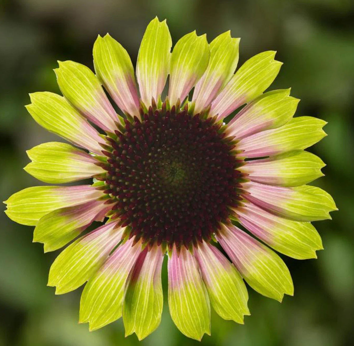 Echinacea Prairie Blaze Vintage Lime Live Perennial Plant Plugs, 4 Plants, Echinacea purpurea, Pink and Lime Green Flowers