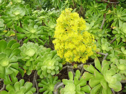 XXL Aeonium Arboreum Cuttings - Green Rose - 6" (15 cm) Diameter - Succulent Plant for Propagation and Gardening