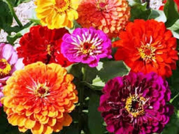 California Giant Zinnia Seeds - 100 Pack, Bright Colors, Zinnia elegans, Garden Flowers, Cut Flowers, Pollinator Attractant