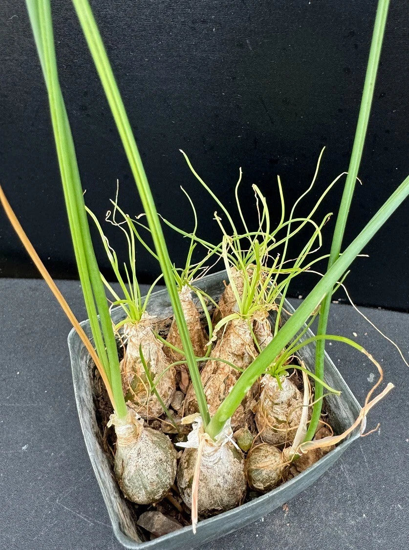 Albuca Succulent Plant in 2.5" Pot | Rare Rooted Variety for Indoor Decor & Garden