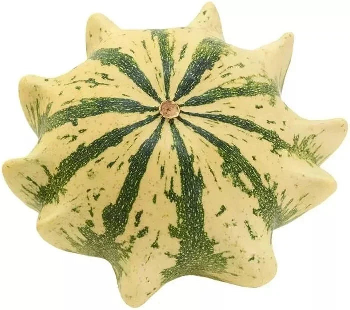 Crown of Thorns Shenot Gourd Seeds - Heirloom Organic Cucurbita pepo - Non-GMO, Vining, Decorative Gourds for Home Gardening