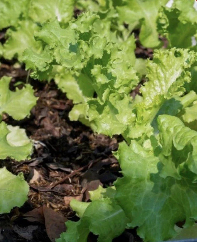 Lettuce Seeds - 4,000 Count - Grand Rapids Leaf Heirloom - Non-GMO