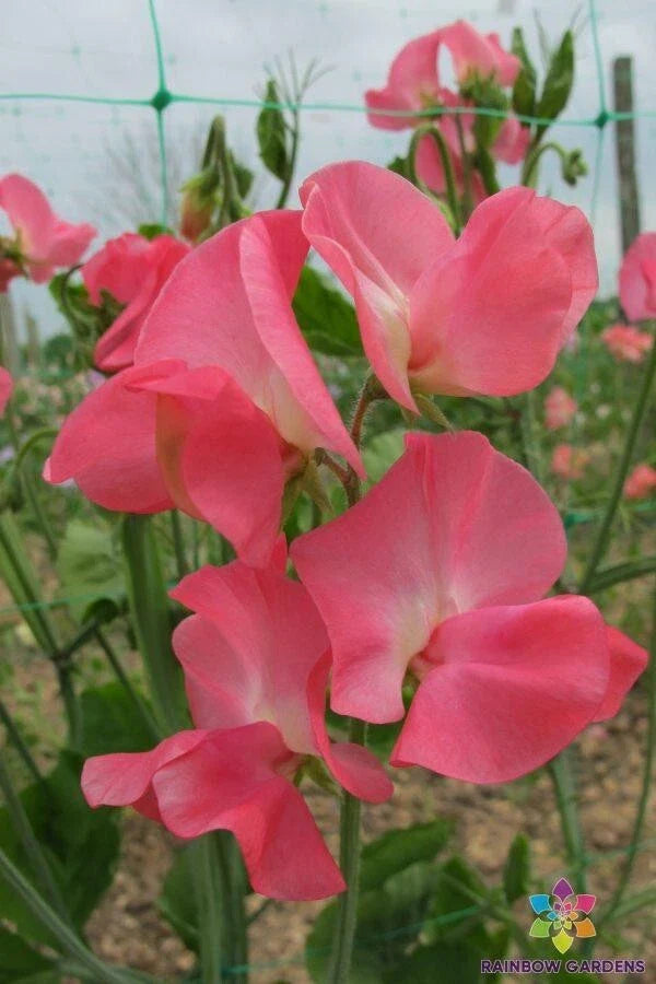 Dream Girl Sweet Pea Seeds - 50+ Count - Heirloom Flower Seeds for Garden Planting - Lathyrus odoratus