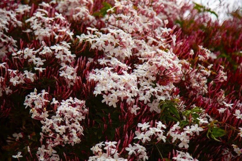Pink Jasmine Starter Plant - Jasminum Polyanthum - Rooted, Extremely Fragrant Flowering Vine
