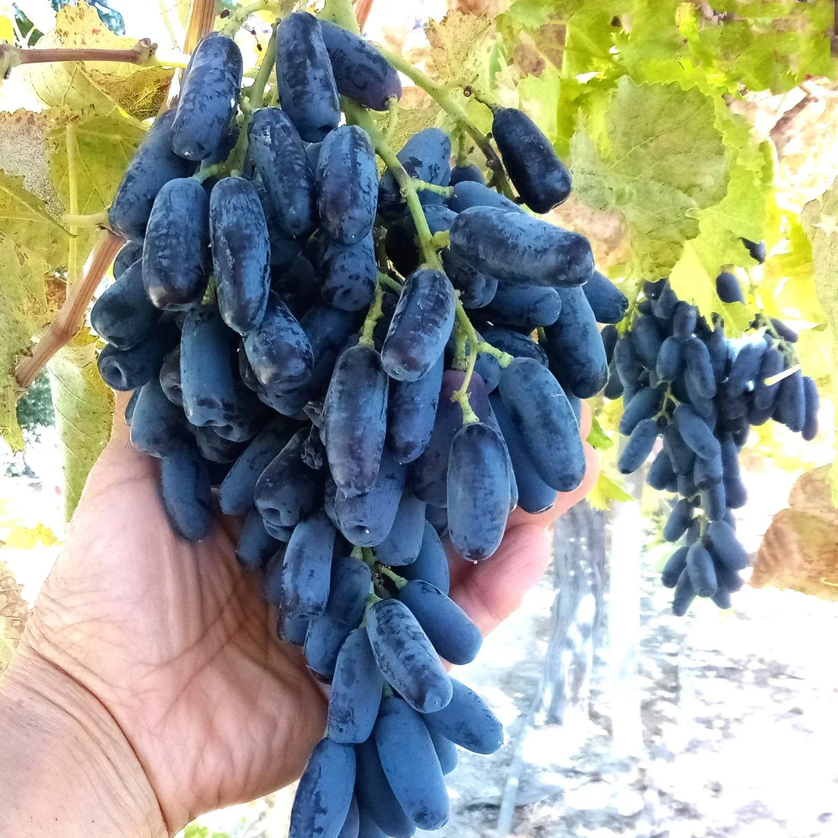 Lady Finger Grape Cuttings - Black Seedless Moon Drop Table Grape, Vitis vinifera, 50 Thin Clippings