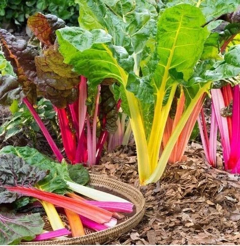 Rainbow Swiss Chard Microgreens Seeds - Heirloom Non-GMO, 50 Pack, Nutrient-Dense Superfood, Fast-Growing Indoor/Outdoor Microgreens