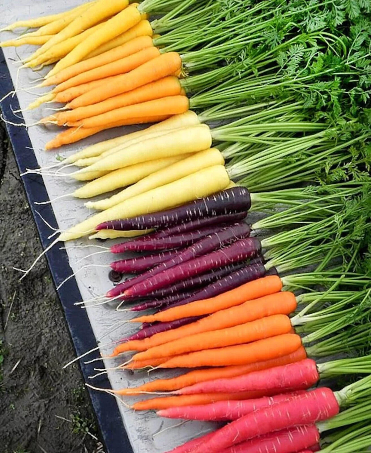 Rainbow Carrot Seeds - Organic Heirloom Non-GMO Blend, 200+ Variety, Colorful Root Vegetables, Daucus carota, Seed Packet