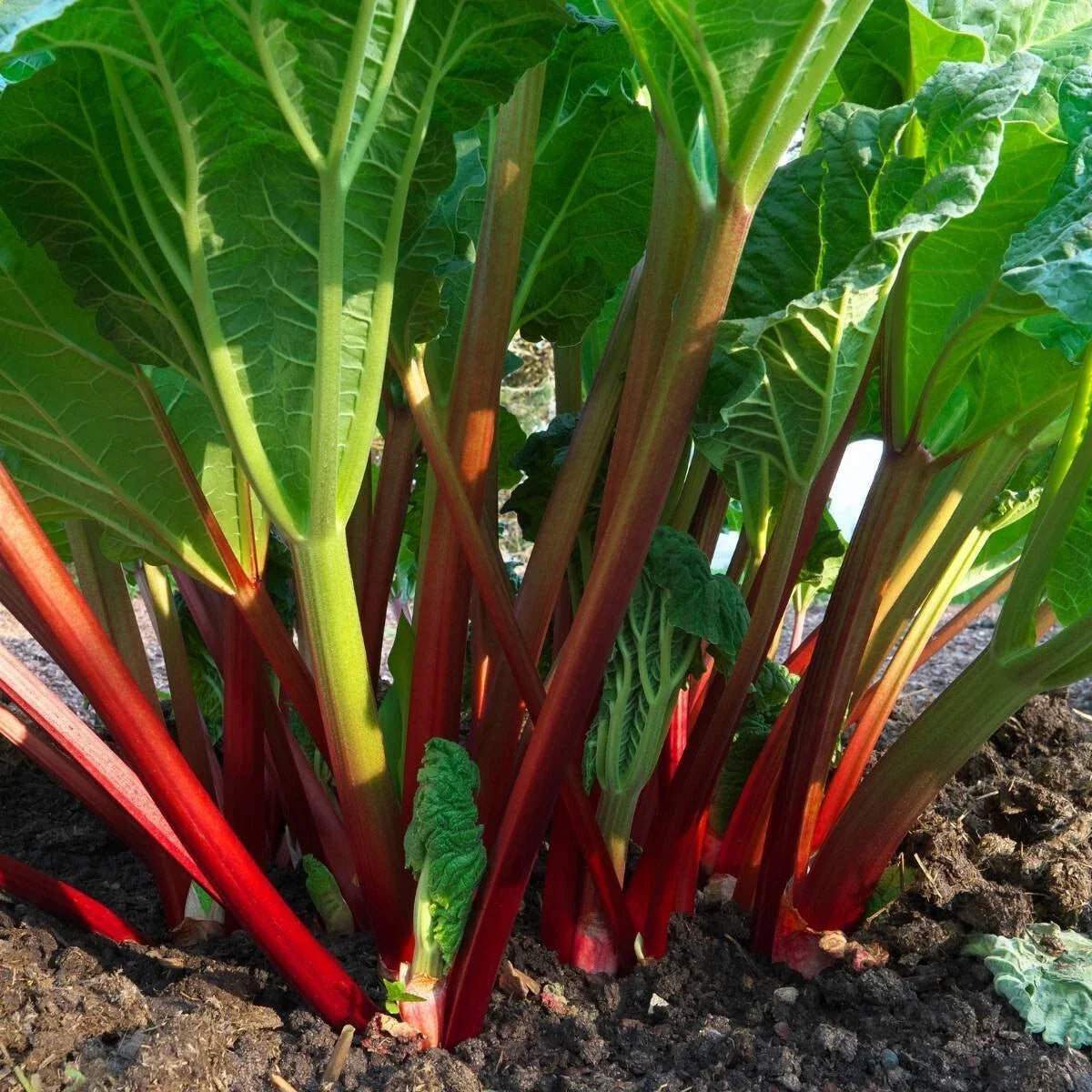 Glaskins Perpetual Red Rhubarb Seeds - Perennial Vegetable for Garden - Rheum rhabarbarum - 50 Seeds