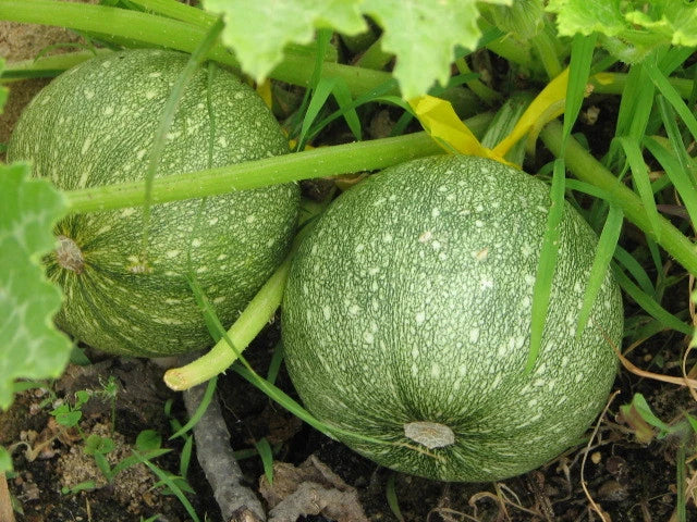Round Zucchini Seeds Pack – Cucurbita pepo, Bush Type, Summer Variety, 16 Seeds for Container Gardening