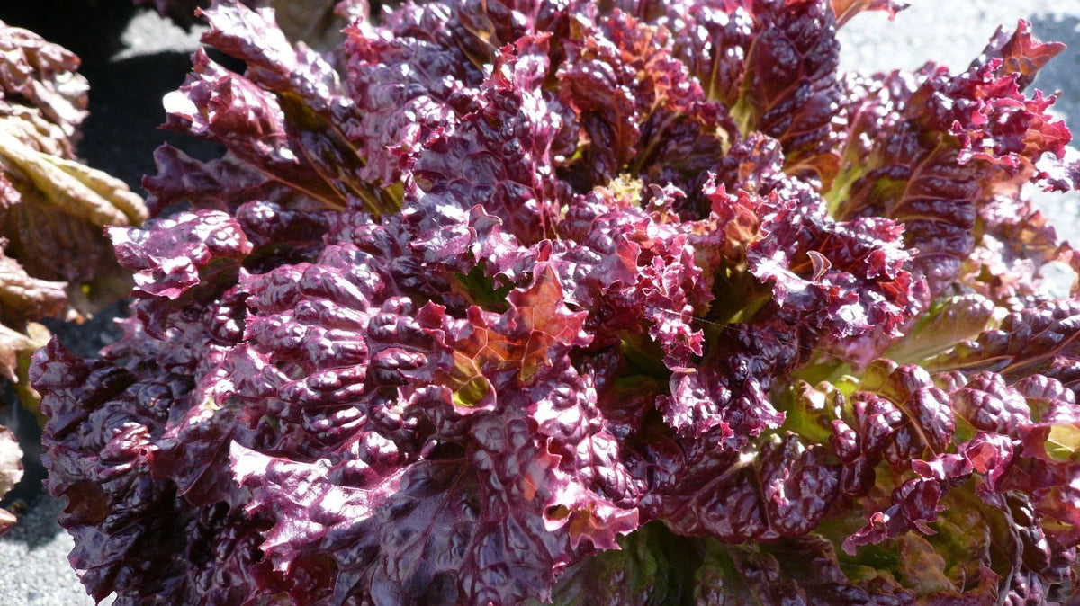 Lettuce Seeds - Flame Variety, Organic Lactuca sativa for Home Gardening, Salad, Container Planting