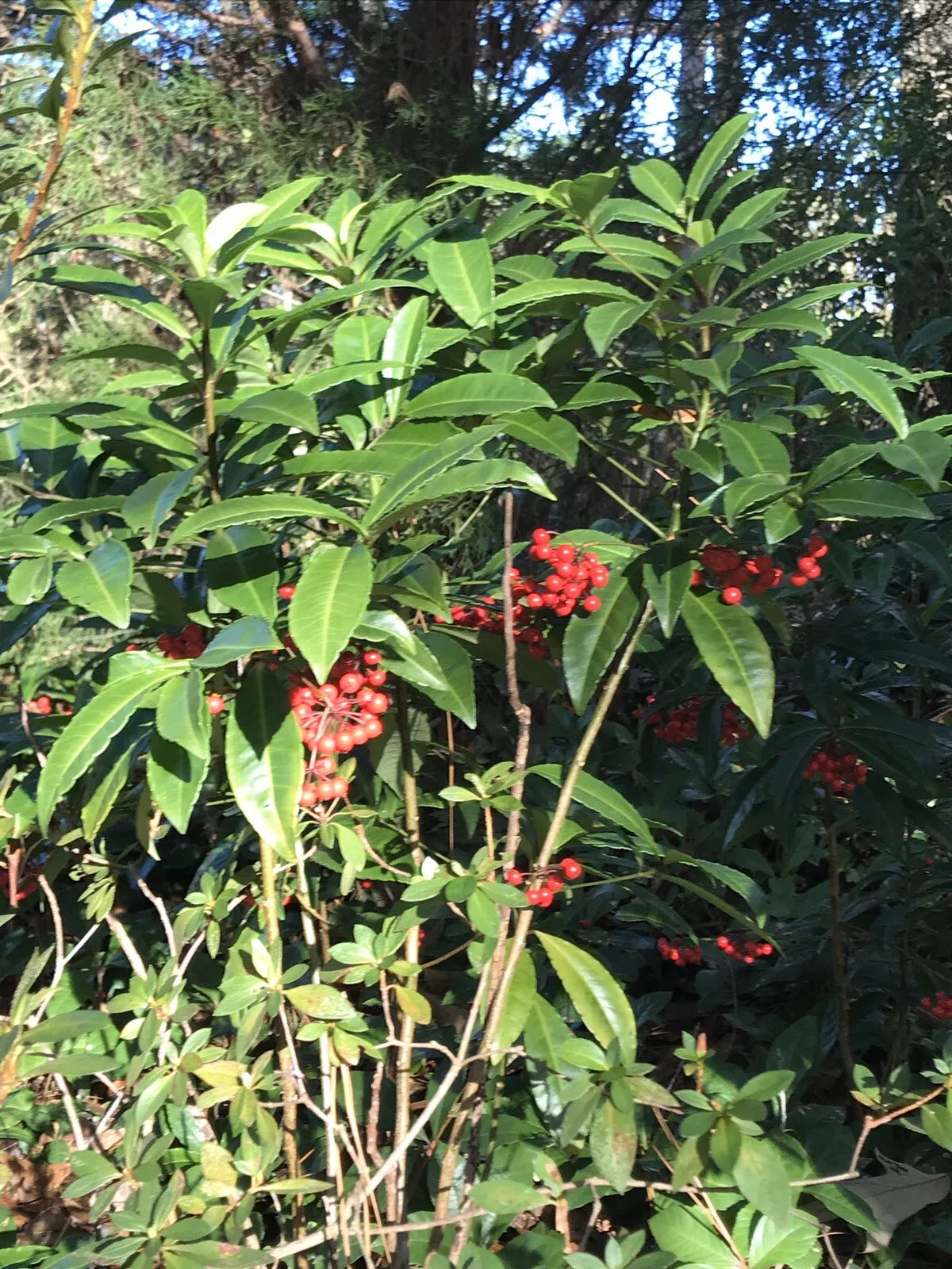 Organic Coral Berry Ardisia Plant 8”+ Tall - Ardisia crenata - Native, Cold Hardy, Red Berries, Shiny Green Foliage, 5 Plants
