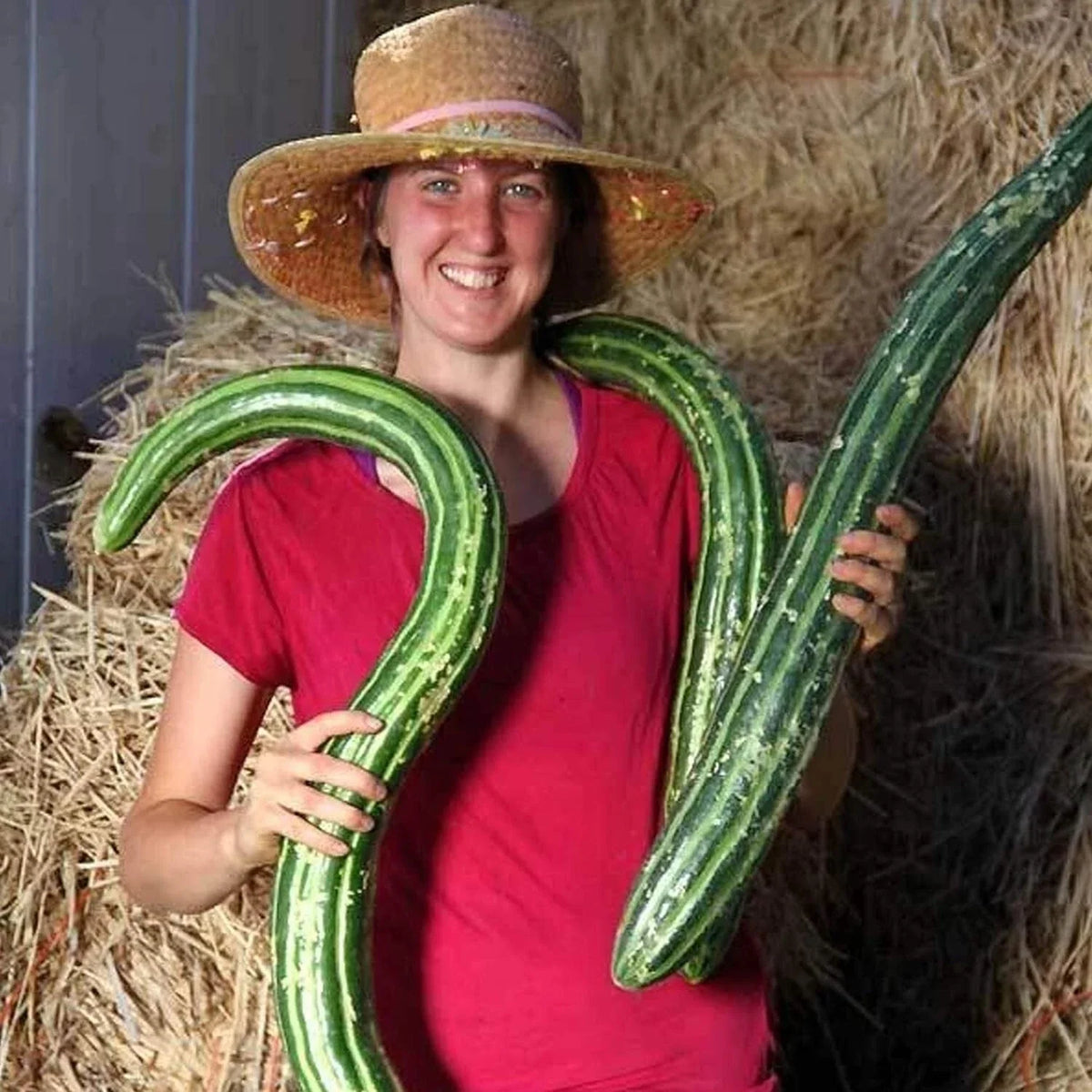 Painted Serpent Cucumber Seeds - Organic Heirloom Non-GMO - Rare Variety - 100+ Seeds for Planting