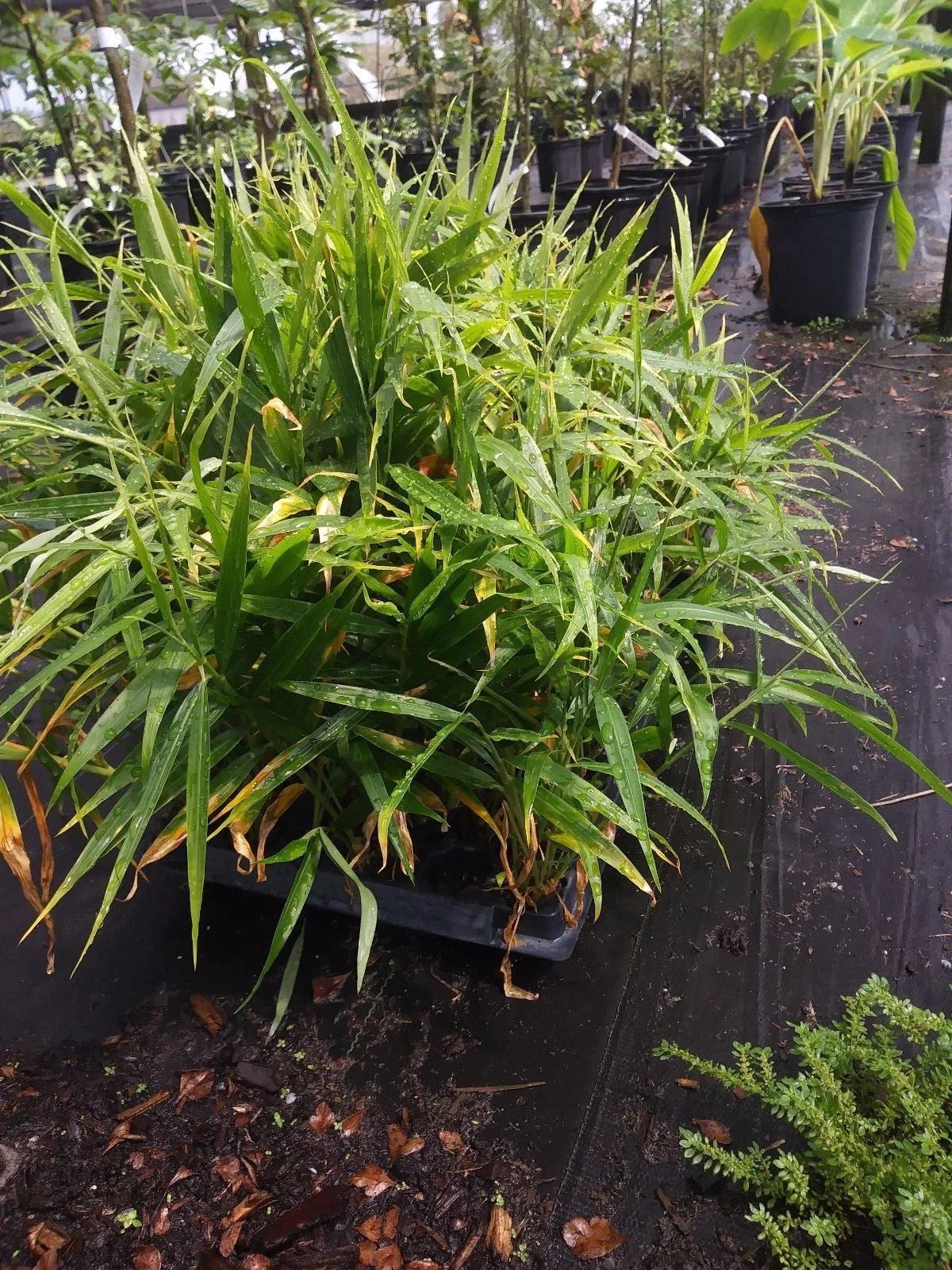 Ginger Plant - Live Edible Culinary Root - Non-GMO, Pesticide-Free - Zingiber officinale - 1 Plant Deal, Grown in Florida