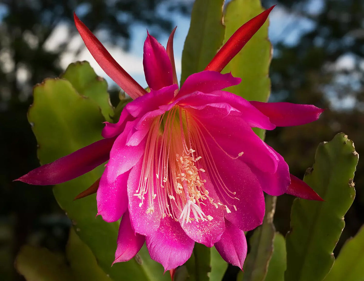 Orchid Cactus Cutting 7" Epiphyllum Hybrid Kiwi Pink Flowers Trailing Succulent