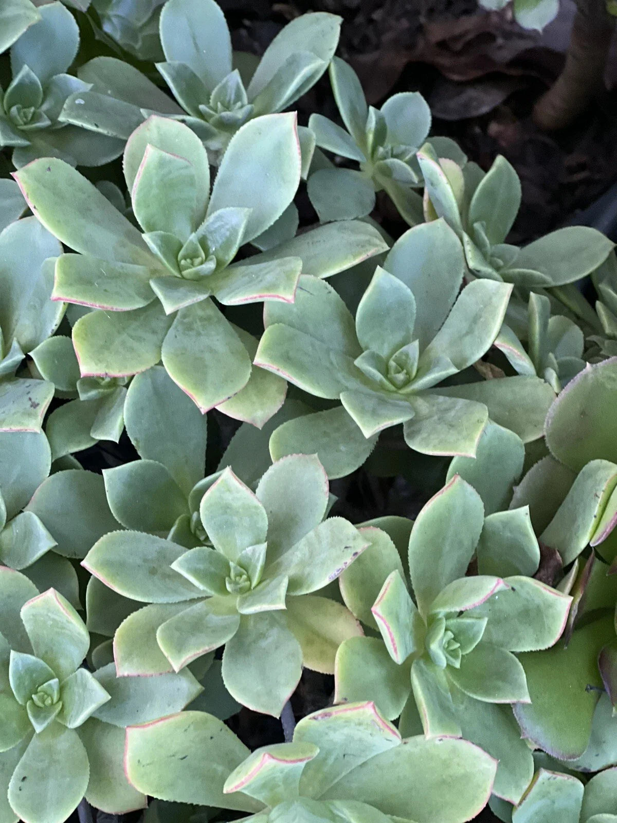 Aeonium Pinwheel Cutting | Succulent Plant | Green Rosette | Aeonium 'Pinwheel'