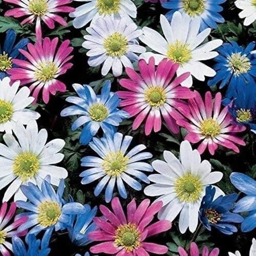 Grecian Windflowers Bulb Mix - 100 Anemone Blanda Bulbs for Colorful Spring Gardens