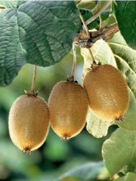Kiwi Fruit Seeds - Pack of 120-5000 Actinidia chinensis Green Vine for Home Garden & Commercial Growing