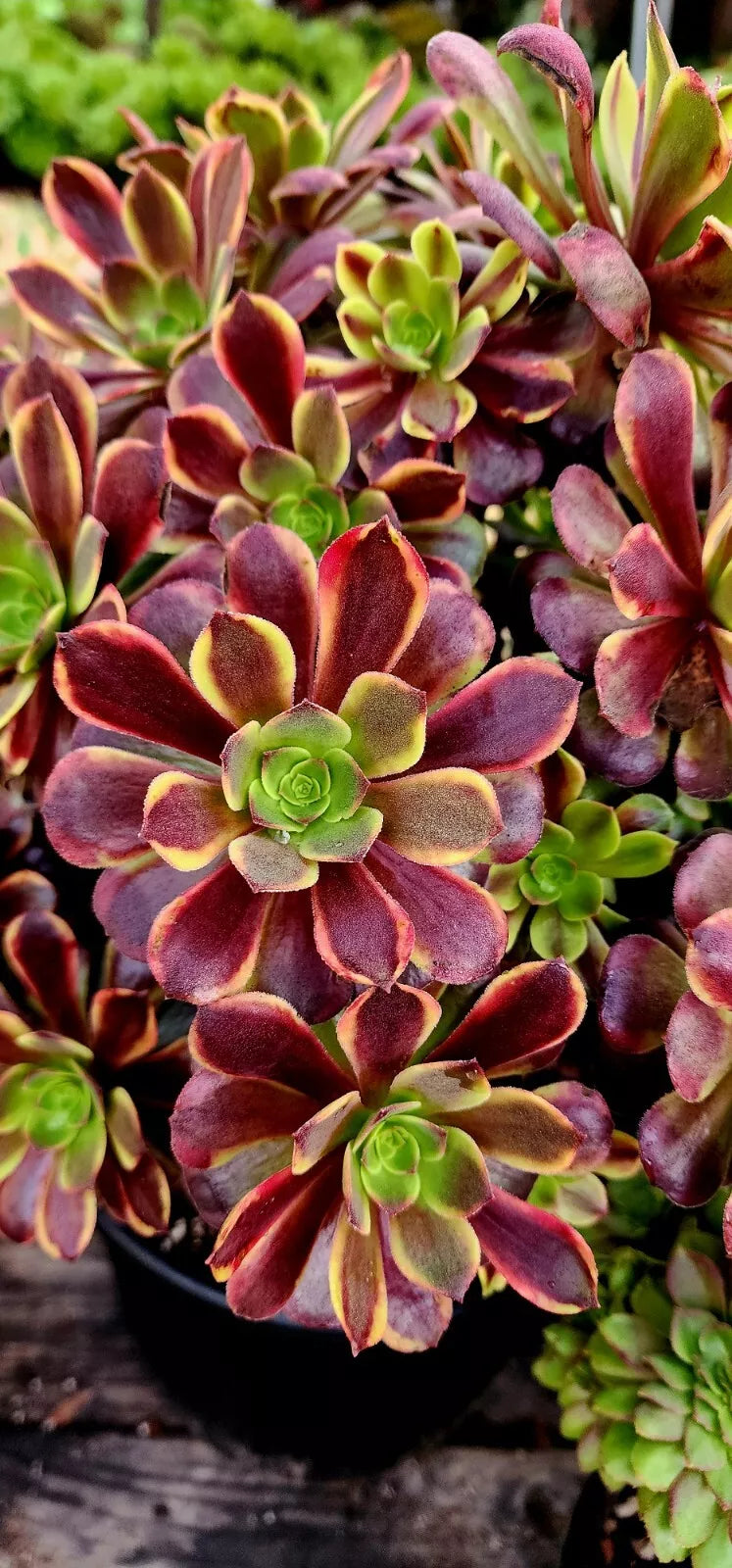 Aeonium Superbang Cutting - 3 Inch Succulent Plant, Rosette, Vibrant Foliage, Indoor/Outdoor Houseplant, Aeonium 'Superbang'