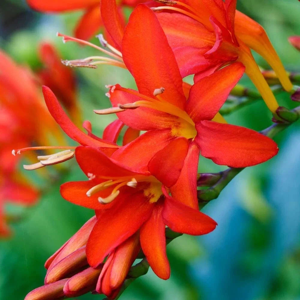 Crocosmia Bulbs - 3 Fresh Mistral Variety - Attracts Hummingbirds & Butterflies - Crocosmia × crocosmiiflora