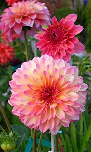 Rare Mix Dahlia Flower Seeds - 100+ Seeds, Easy to Grow, USA-made, Ships from Iowa, Dahlia spp.