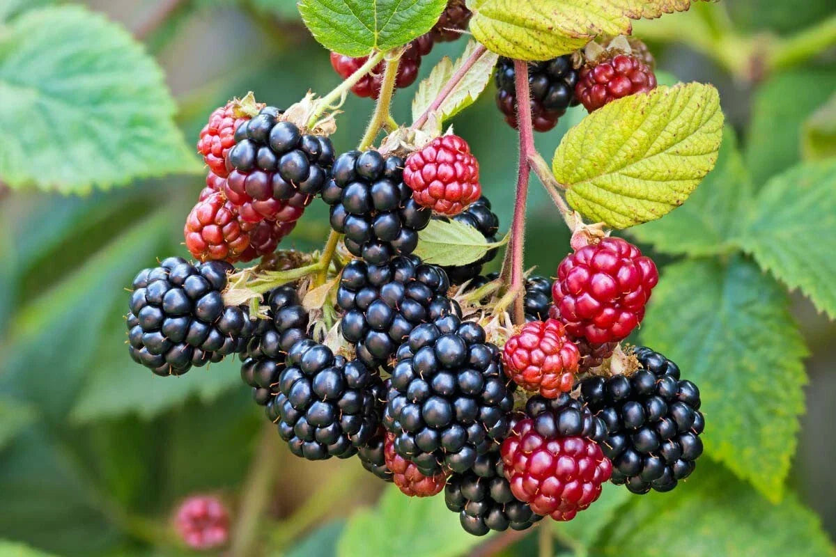 Southern Wild Blackberry Bush Live Starter Plants 3-Pack | Rubus trivialis Bare Root