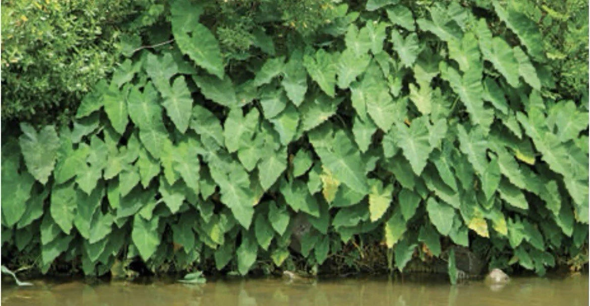 Green Taro Plant Bundles - Tropical Water Garden Marginal Pond Plant - Colocasia esculenta - Rooted 3-Pack