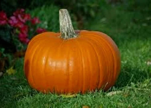 Organic Heirloom Pie Pumpkin Seeds 50 Pack, Cucurbita pepo, Baking & Decorative Variety, Annual Vine Seeds
