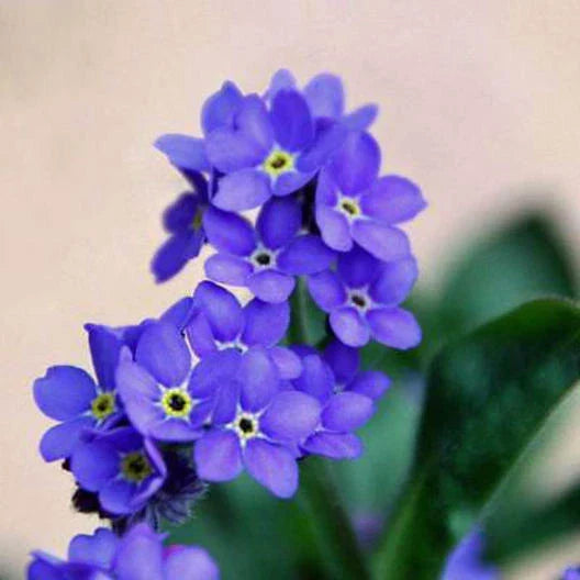 Forget Me Nots Seeds - Indigo Blue Perennial Groundcover Border - Non-GMO - 200 Seeds (Myosotis spp.)