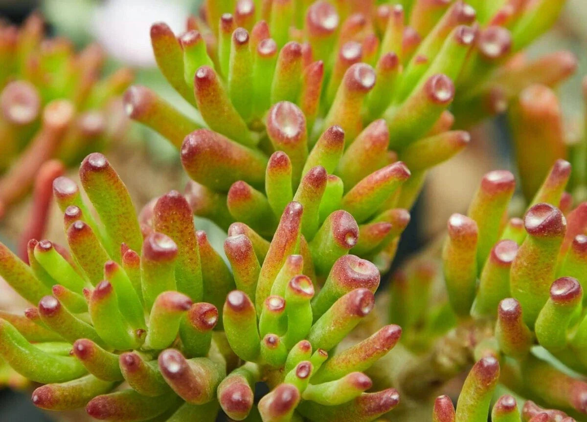 Crassula Ovata 'Gollum' Succulent Plant - 2" Jade Cutting, Indoor Houseplant, Unique Tubular Leaves, Drought Tolerant