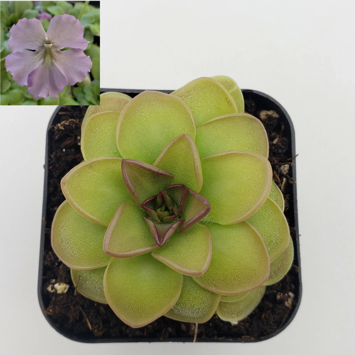 Carnivorous Plant Pinguicula 'Hanka' Butterwort - Live Plant, Green Leaves, Easy Care, Indoor & Outdoor Gardening