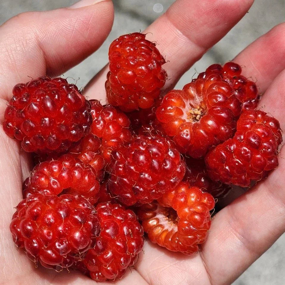 Red Raspberry Bare Root Starter Cane | Sweet, Hardy Rubus idaeus for Small Gardens & Containers
